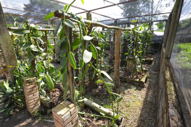 Conheça o cultivo de baunilha no DF Por Brasília