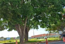 Com serviço de podas intensificado, GDF registra redução nas reclamações