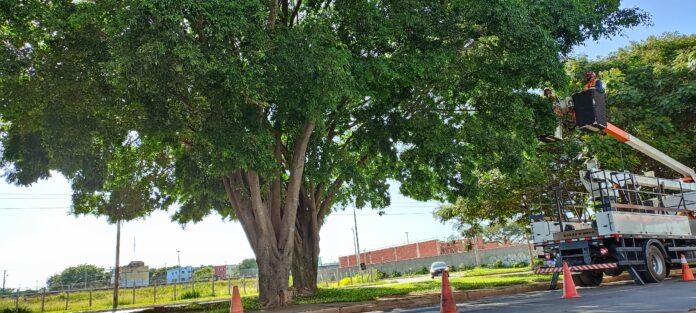 14.11. Árvores. Foto Divulgação Novacap3