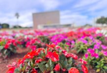 Chuvas deixam os canteiros ornamentais do DF ainda mais belos