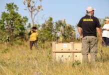 Lobo-guará fêmea é devolvida à natureza após passar por tratamento no Hospital da Fauna Silvestre do DF