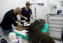 Hospital da Fauna Silvestre atendeu a mais de 5 mil animais em dois anos de funcionamento