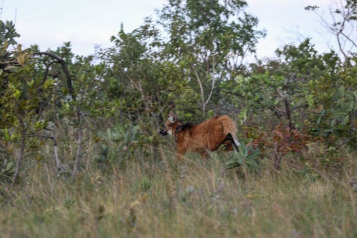 18.6. Meio ambiente. Foto Arquivo Agência Brasília2