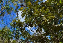 GDF define 1º sábado de agosto como o Dia da Caminhada nas Trilhas Ecológicas