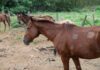 Animais soltos em vias públicas: saiba como denunciar e ajudar a evitar acidentes no DF