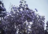 Jacarandá-mimoso leva o gostinho da primavera às ruas do DF