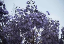 Jacarandá-mimoso leva o gostinho da primavera às ruas do DF