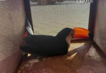Bombeiros resgatam tucano e jiboia feridos em incidentes urbanos no DF